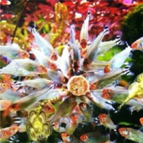 Thức ăn dán RELIVE (100 viên) - Hàng Công Ty