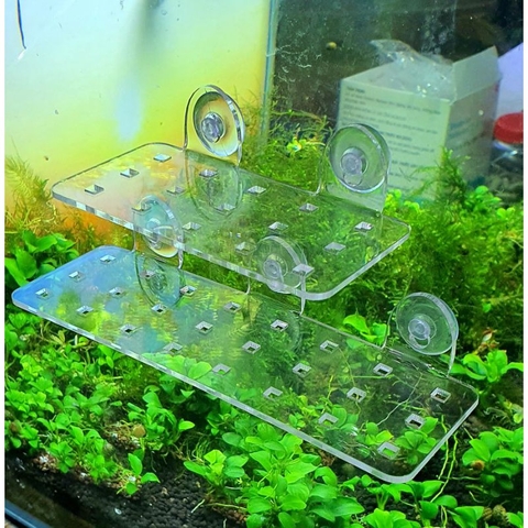 Giá Đỡ Cây Thủy Sinh Mica - Vỉ Acrylic Trồng Cây Thủy Sinh - Tấm Nâng Acrylic | Giá Thể Ươm Cây