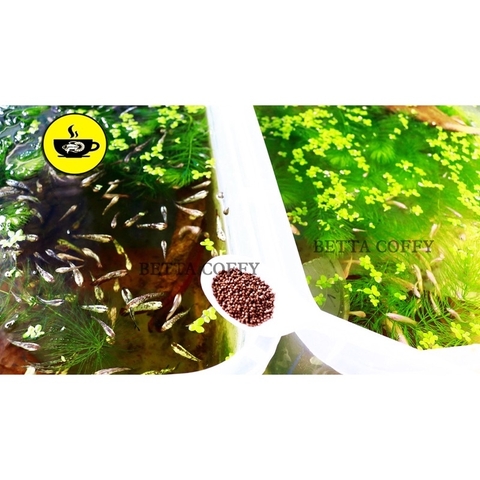 Thức ăn cho cá bảy màu, guppy, betta cá cảnh, cá thủy sinh 20gram