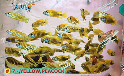 Yellow Peacock