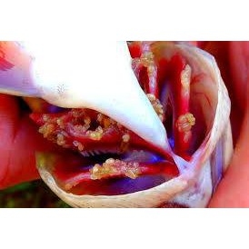 Thuốc PARACIDE CZ18 - Trị Ký Sinh Trùng Cho Cá