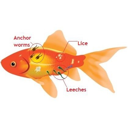 Thuốc PARACIDE CZ18 - Trị Ký Sinh Trùng Cho Cá