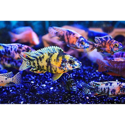 Thức Ăn Rainbow Lên Màu Cho Cá Ali Cichilds và các loại cá cảnh - Hộp New 100g (Hàng Công Ty)