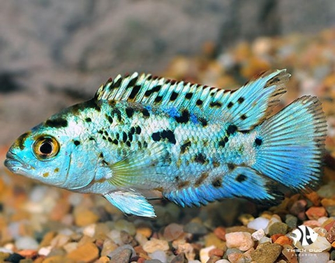 ELECTRIC BLUE JACK DEMPSEY (ĐIỆN QUANG)