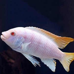 Ice Blue Albino