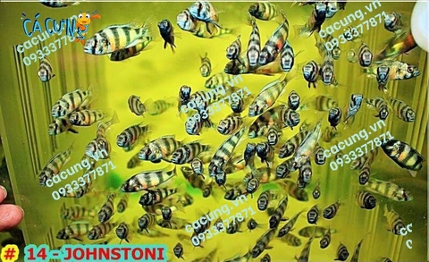 JOHNSTONI