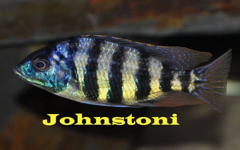 JOHNSTONI