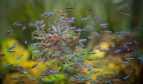 Thức ăn dán RELIVE (100 viên) - Hàng Công Ty