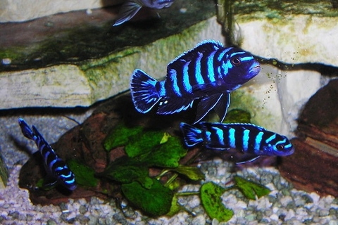 DEMASONI