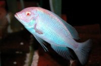 BLUE DOLPHIN ALBINO (HEO TRẮNG)