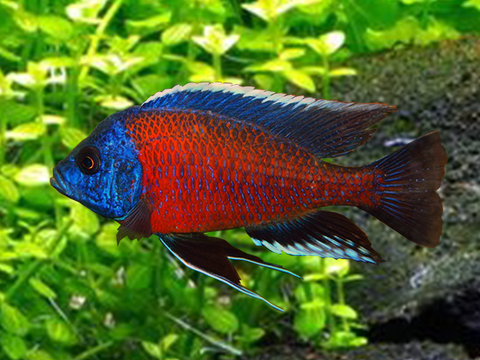 Kadango Cichlid