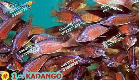 Kadango Cichlid