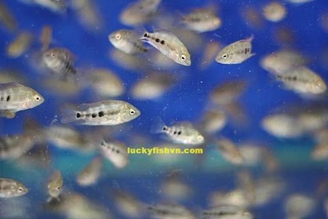 Cá Khỉ Đỏ Bột (Thái Nhập)