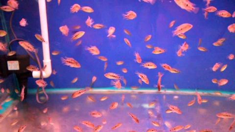 Cá Khỉ Đỏ Bột (Thái Nhập)