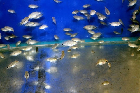 Cá Khỉ Đỏ Bột (Thái Nhập)