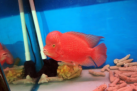 Cá Khỉ Đỏ Bột (Thái Nhập)