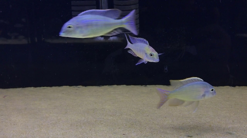 Red Fin