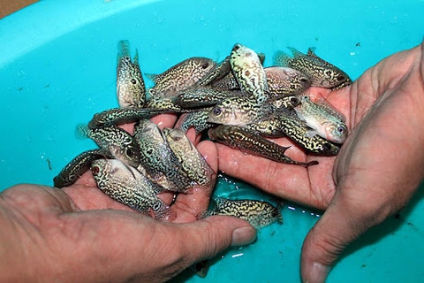 Cá Bột King Kamfa Thái Nhập