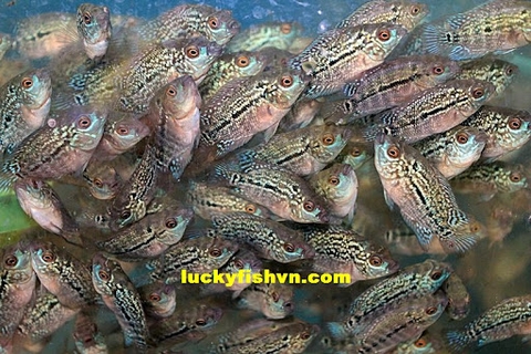 Cá Bột King Kamfa Thái Nhập