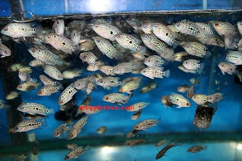 Cá Bột King Kamfa Thái Nhập