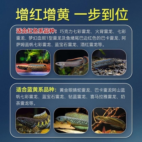 Cám Cá Lóc Porpoise 125g | Thức ăn cá lóc Hỗ trợ kích vẩy | Đậm vạch | Lên viền (Hàng CTy Cá Cưng)