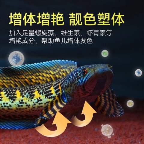 Cám Cá Lóc Porpoise 125g | Thức ăn cá lóc Hỗ trợ kích vẩy | Đậm vạch | Lên viền (Hàng CTy Cá Cưng)