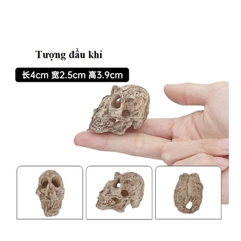 Tiểu Cảnh Đầu Lâu Cổ Đại, Khủng Long Trang Trí Hồ Cá, Chậu Cây, Tiểu Cảnh Terrarium (Hàng Công Ty)