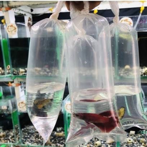 Bịch đóng cá - Túi ni lông chuyên dụng ship cá cảnh nhựa PE nhiều kích thước cho cá cảnh (Hàng loại 1)