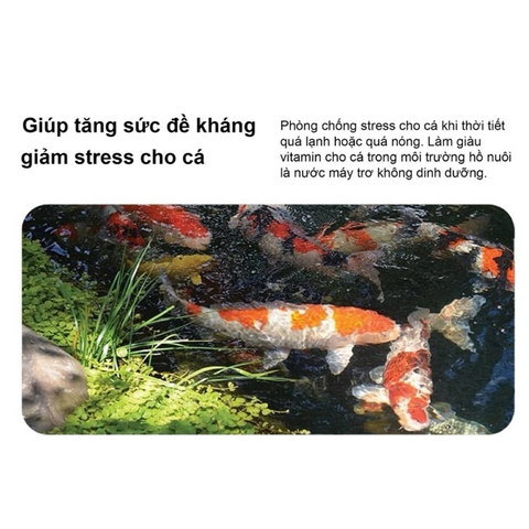 Extra Vitamin C++ Siêu tăng đề kháng cho cá khỏe, giảm stress, khử tím, tẩy drum hồ koi (Hàng Cty)