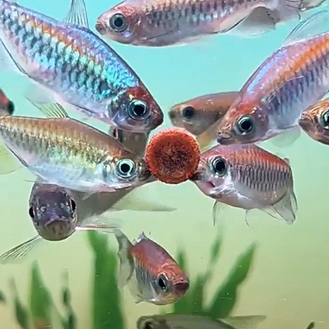 Thức ăn cám dán kính bể cho cá cảnh thuỷ sinh, 7 màu - Viên cám dán kính hồ cá (Hàng Công Ty)