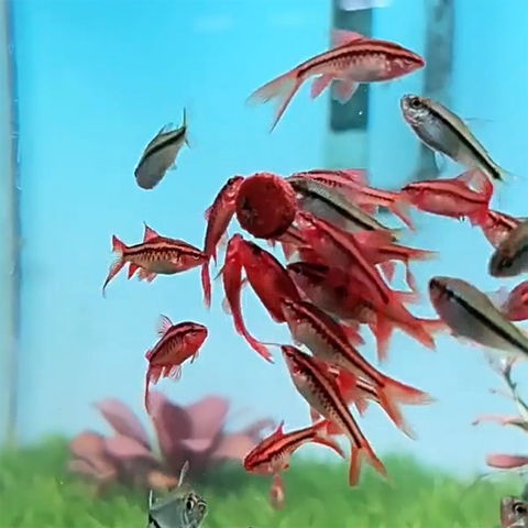 Thức ăn cám dán kính bể cho cá cảnh thuỷ sinh, 7 màu - Viên cám dán kính hồ cá (Hàng Công Ty)