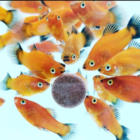 Thức ăn cám dán kính bể cho cá cảnh thuỷ sinh, 7 màu - Viên cám dán kính hồ cá (Hàng Công Ty)