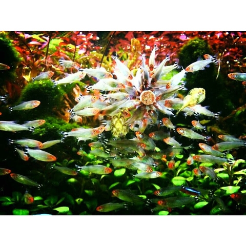 Thức ăn cám dán kính bể cho cá cảnh thuỷ sinh, 7 màu - Viên cám dán kính hồ cá (Hàng Công Ty)