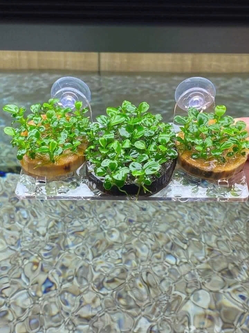 Giá Đỡ Cây Thủy Sinh Mica - Vỉ Acrylic Trồng Cây Thủy Sinh - Tấm Nâng Acrylic | Giá Thể Ươm Cây