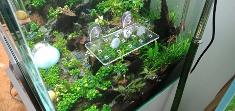 Giá Đỡ Cây Thủy Sinh Mica - Vỉ Acrylic Trồng Cây Thủy Sinh - Tấm Nâng Acrylic | Giá Thể Ươm Cây