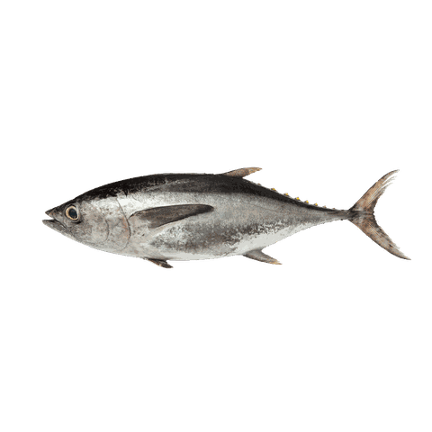 CÁ NGỪ BÒ SIZE 2000/5000