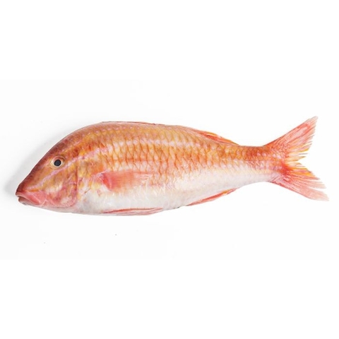 CÁ PHÈN RÂU ĐỎ SIZE 4/5
