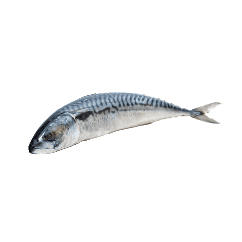 CÁ SABA NA-UY SIZE 400/600 - THÙNG 20 KG (IQF)