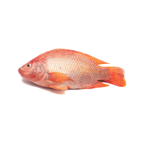 CÁ DIÊU HỒNG SIZE 700/1000