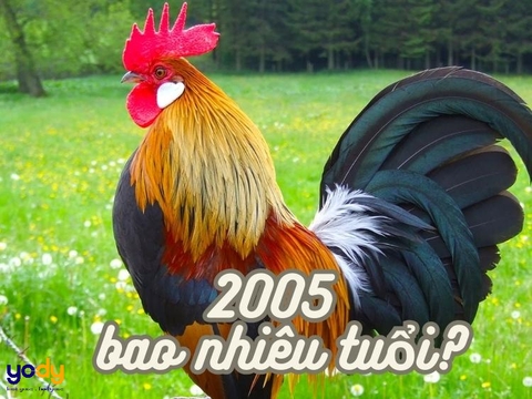 Năm 2005 có những sự kiện nổi bật nào?
