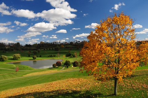 Tổng hợp luật golf liên quan đến lá cây