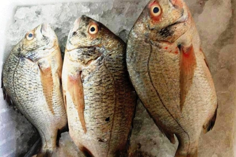 'Săn' thủy hải sản sạch