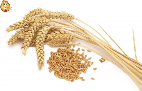 HẠT LÚA MÌ – WHITE WHEAT