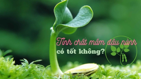 TINH CHẤT MẦM ĐẬU NÀNH - SOY LECITHIN