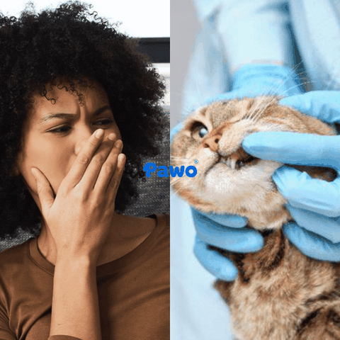 Vì sao nhà vẫn hôi dù đã dọn sạch? Bí quyết xử lý mùi thú cưng từ chuyên gia