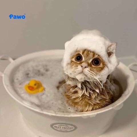 Hướng dẫn tự tắm cho thú cưng tại nhà: Sạch sâu và không gây hoảng sợ