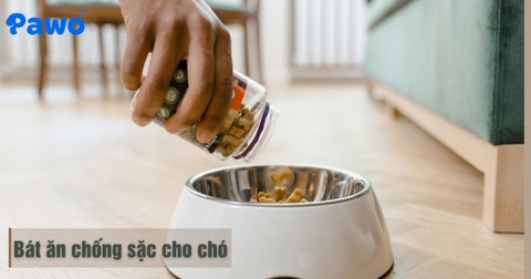 Bát Ăn Chống Sặc Cho Chó Ăn Vội: Tác Dụng Vô Cùng Quan Trọng