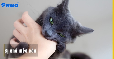 Bị Chó Mèo Cắn Có Sao Không?