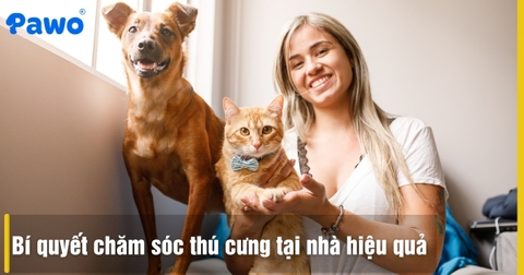 6 bí quyết chăm sóc thú cưng hiệu quả không thể bỏ qua