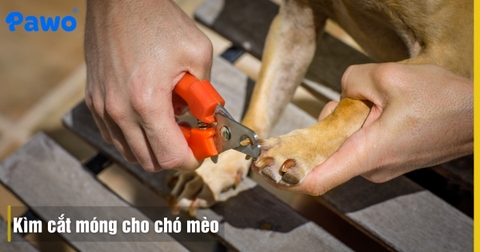 Cách Chọn Kìm Cắt Móng Cho Chó Mèo Có Đèn LED Tránh Cắt Vào Mạch Máu